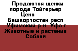 Продаются щенки порода Тойтерьер › Цена ­ 4 000 - Башкортостан респ., Уфимский р-н, Уфа г. Животные и растения » Собаки   